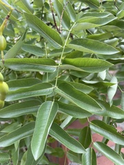 Styphnolobium japonicum