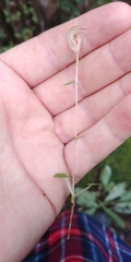Pterostylis trullifolia