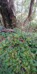 Pterostylis trullifolia