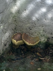 Ganoderma resinaceum