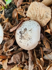 Agaricus