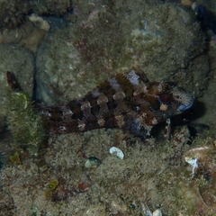 Parablennius gattorugine