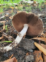 Agaricus