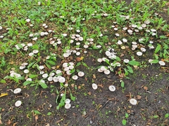 Agaricus