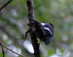 Trochocercus cyanomelas cyanomelas