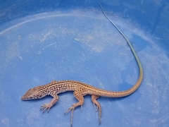 Aspidoscelis tigris