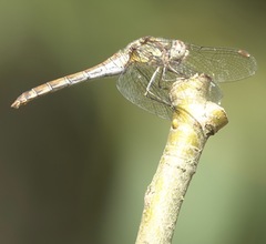 Sympetrum striolatum