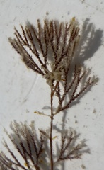 Bugulidae