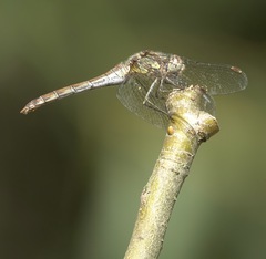 Sympetrum striolatum