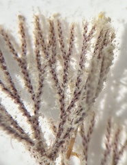 Bugulidae