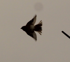 Calcarius lapponicus