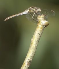 Sympetrum striolatum