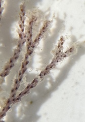 Bugulidae