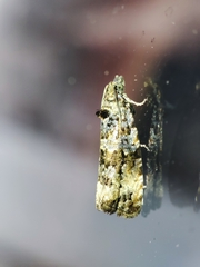 Endothenia