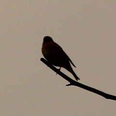 Calcarius lapponicus