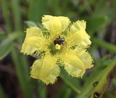 Villarsia capensis