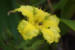 Villarsia capensis
