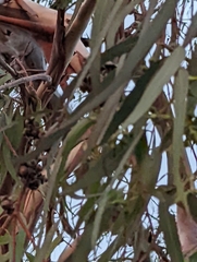 Eucalyptus camaldulensis