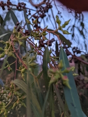 Eucalyptus camaldulensis
