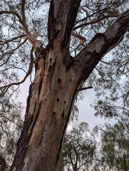 Eucalyptus camaldulensis