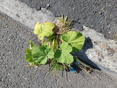 Alcea rosea