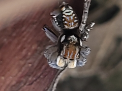 Maratus plumosus
