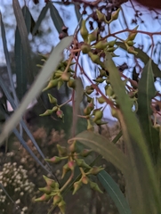 Eucalyptus camaldulensis