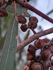 Eucalyptus camaldulensis