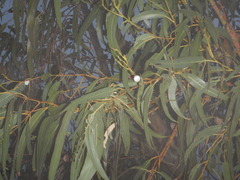 Eucalyptus globulus