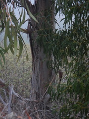 Eucalyptus globulus