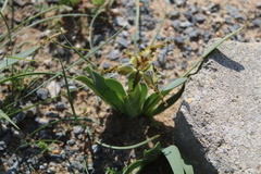 Ferraria variabilis