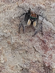 Maratus plumosus