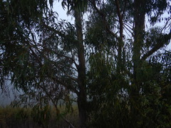 Eucalyptus globulus