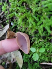 Phylloscypha phyllogena