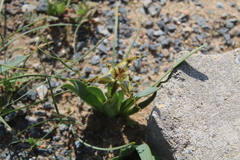 Ferraria variabilis
