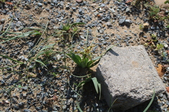 Ferraria variabilis