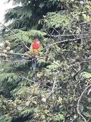 Platycercus eximius