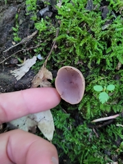 Phylloscypha phyllogena