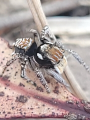 Maratus plumosus