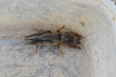 Gryllotalpa gryllotalpa