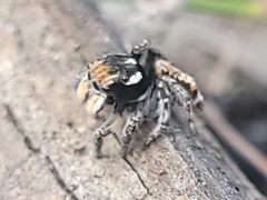 Maratus plumosus