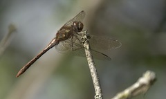 Sympetrum striolatum