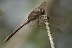 Sympetrum striolatum
