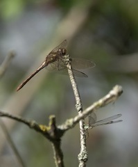 Sympetrum striolatum