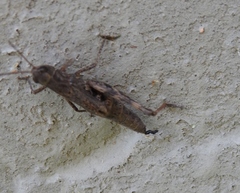 Chorthippus macrocerus