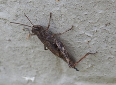 Chorthippus macrocerus
