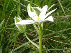 Ornithogalum
