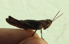 Chorthippus macrocerus