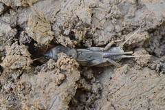 Gryllotalpa gryllotalpa