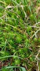 Acrotriche serrulata